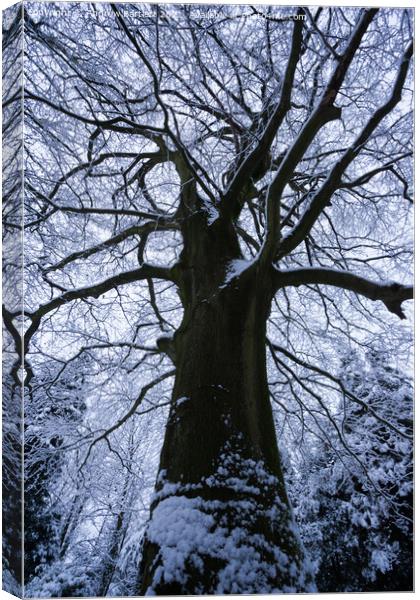 Snowy trees, Merthyr Tydfil, South Wales, UK. Canvas Print by Andrew Bartlett