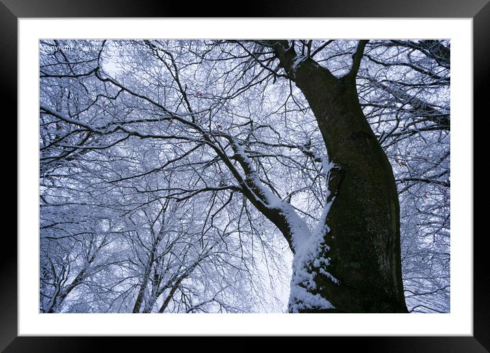 Snowy trees, Merthyr Tydfil, South Wales, UK. Framed Mounted Print by Andrew Bartlett