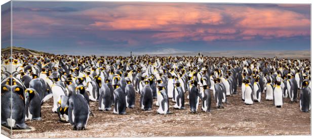 Penguins on the beach at Falklands, as the sun is setting  Canvas Print by Holly Burgess
