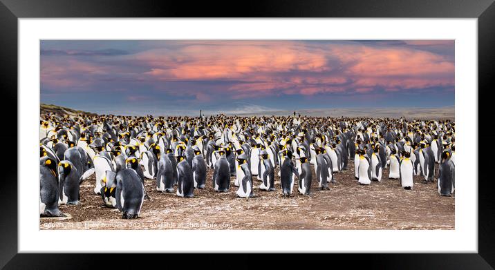 Penguins on the beach at Falklands, as the sun is setting  Framed Mounted Print by Holly Burgess