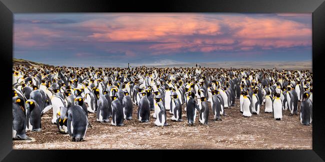 Penguins on the beach at Falklands, as the sun is setting  Framed Print by Holly Burgess