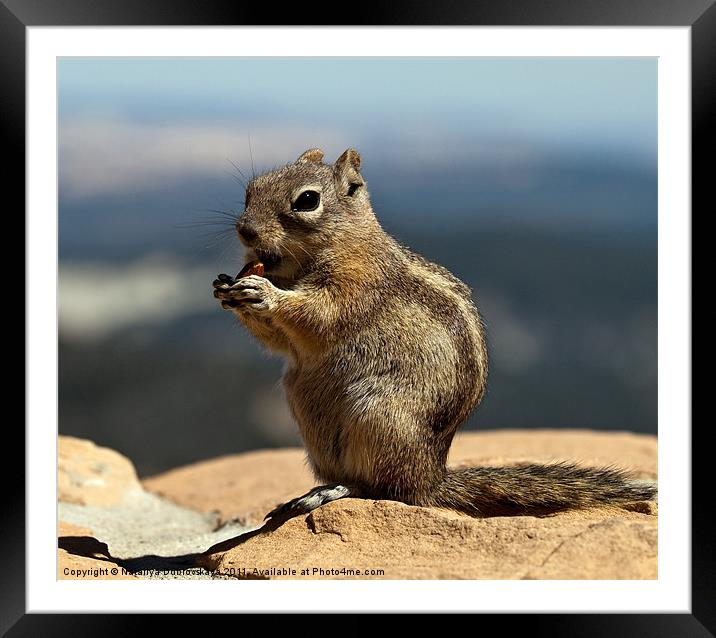 Ground squirrel from Utah. Framed Mounted Print by Nataliya Dubrovskaya
