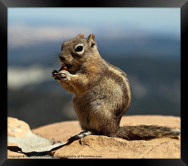 Ground squirrel from Utah. Framed Print by Nataliya Dubrovskaya