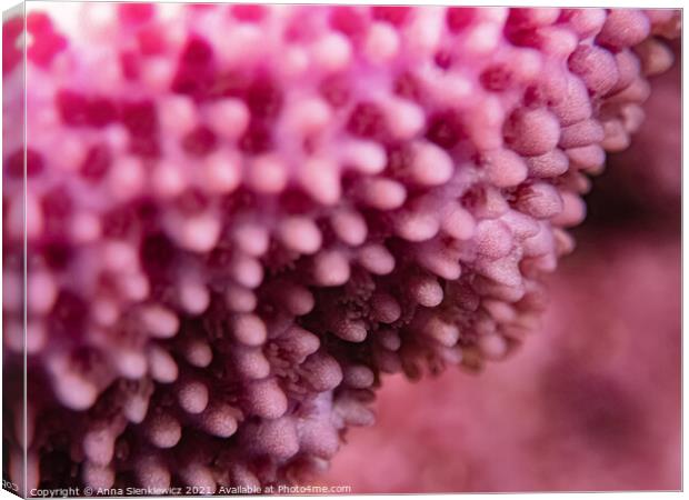 Pink Coral Canvas Print by Anna Sienkiewicz