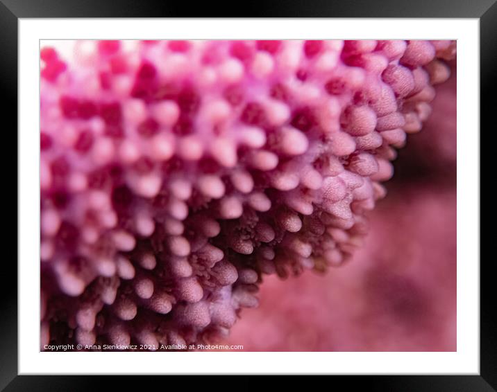Pink Coral Framed Mounted Print by Anna Sienkiewicz