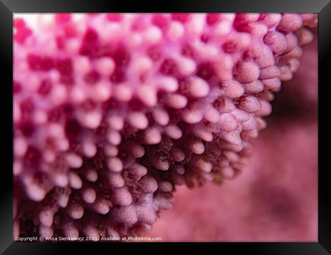Pink Coral Framed Print by Anna Sienkiewicz