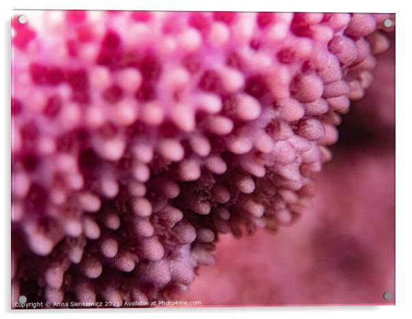 Pink Coral Acrylic by Anna Sienkiewicz