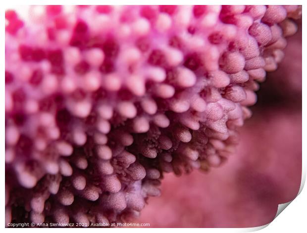 Pink Coral Print by Anna Sienkiewicz