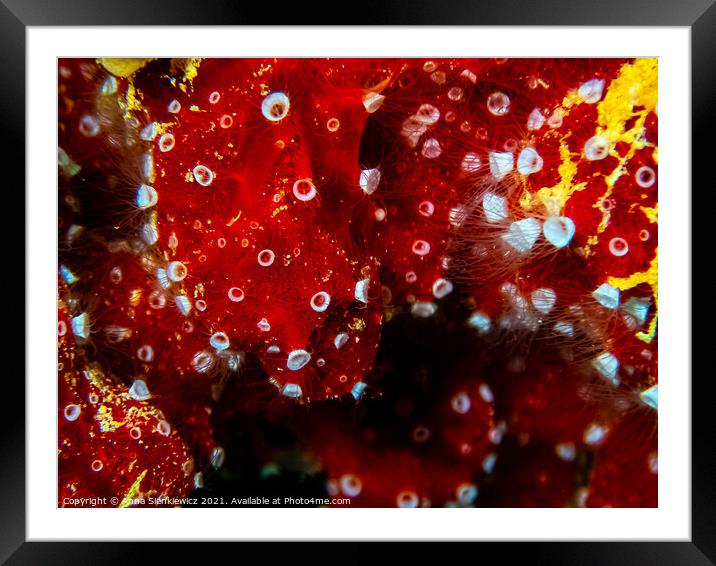 Red Sea Coral Framed Mounted Print by Anna Sienkiewicz