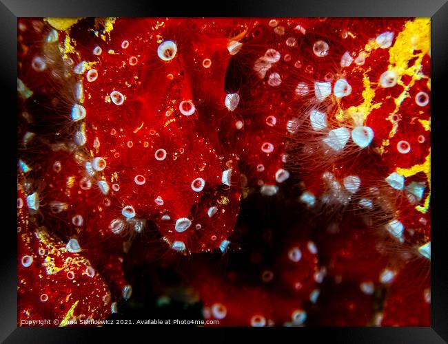 Red Sea Coral Framed Print by Anna Sienkiewicz