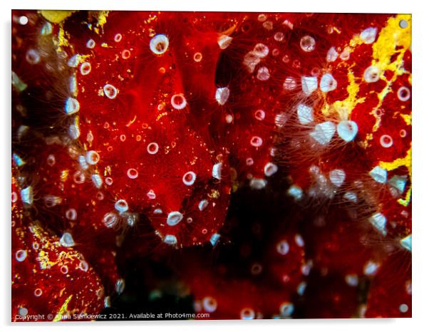 Red Sea Coral Acrylic by Anna Sienkiewicz