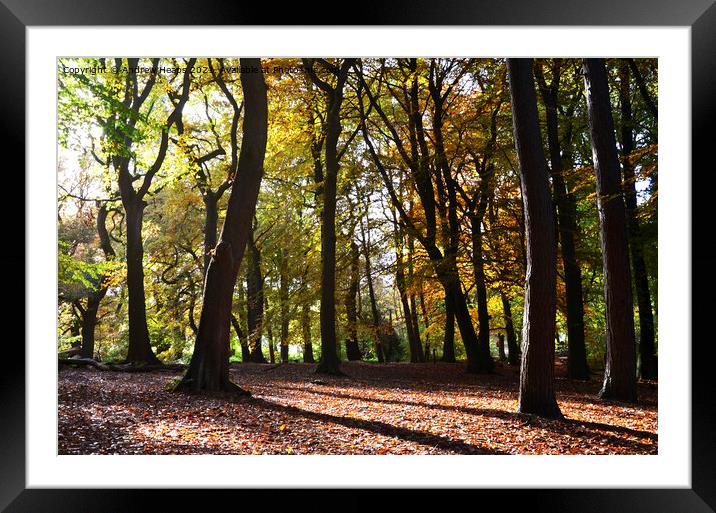 Radiant Autumnal Beauty Framed Mounted Print by Andrew Heaps