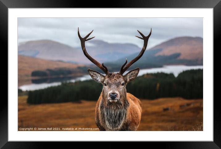 A deer looking at the camera Framed Mounted Print by James Ball