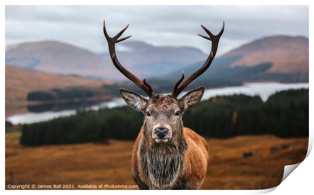 A deer looking at the camera Print by James Ball