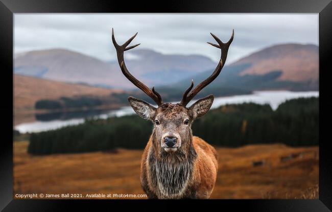 A deer looking at the camera Framed Print by James Ball