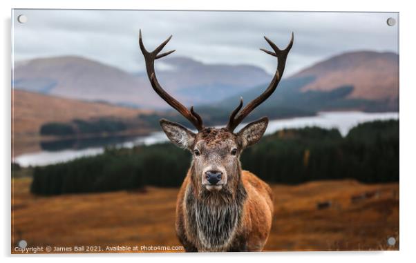 A deer looking at the camera Acrylic by James Ball