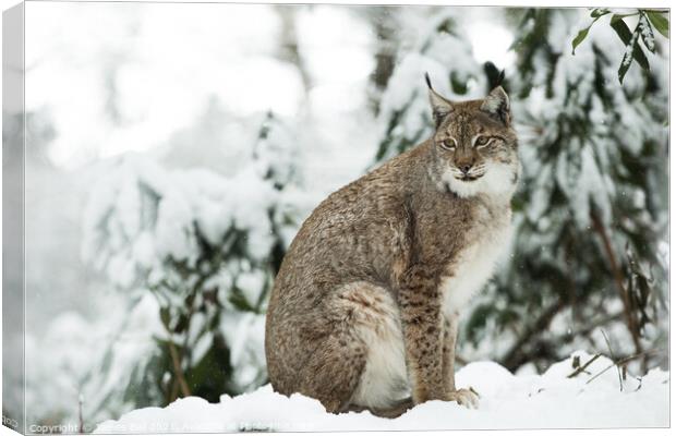 Lynx in the snow Canvas Print by James Ball