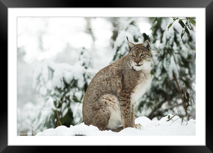 Lynx in the snow Framed Mounted Print by James Ball