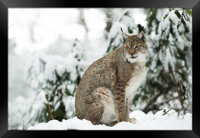 Lynx in the snow Framed Print by James Ball