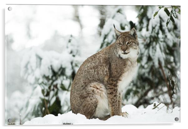 Lynx in the snow Acrylic by James Ball