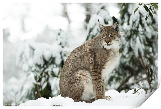 Lynx in the snow Print by James Ball