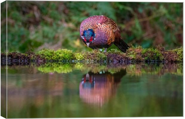 male pheasant Canvas Print by Alan Tunnicliffe
