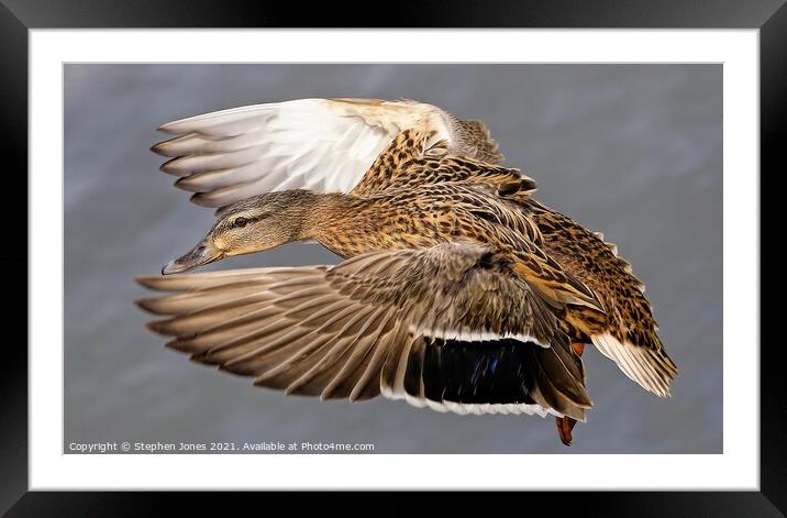 Mallard Duck In Flight Framed Mounted Print by Ste Jones