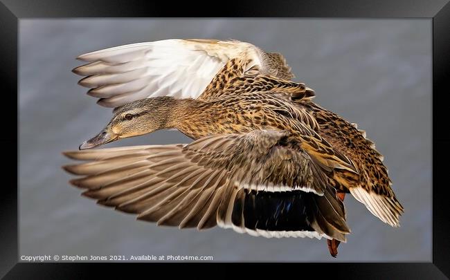 Mallard Duck In Flight Framed Print by Ste Jones