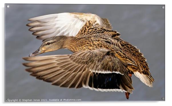 Mallard Duck In Flight Acrylic by Ste Jones