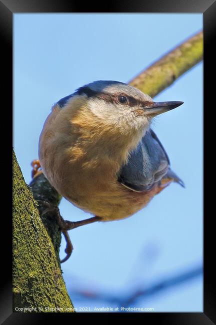 Inquisitive Nuthatch Framed Print by Ste Jones