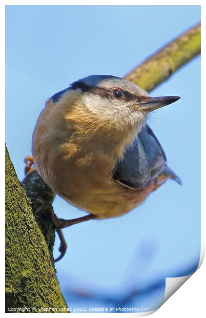 Inquisitive Nuthatch Print by Ste Jones