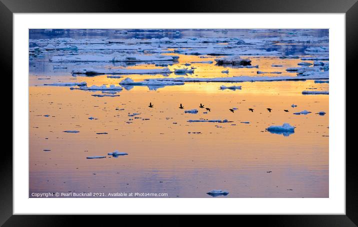 Brunnich's Guillimots Arctic Sea Svalbard Norway Framed Mounted Print by Pearl Bucknall