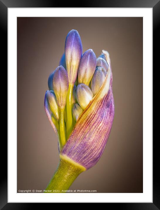 Agapanthus Framed Mounted Print by Dean Packer
