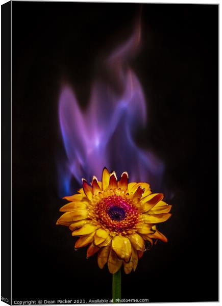 Fiery Bloom Canvas Print by Dean Packer