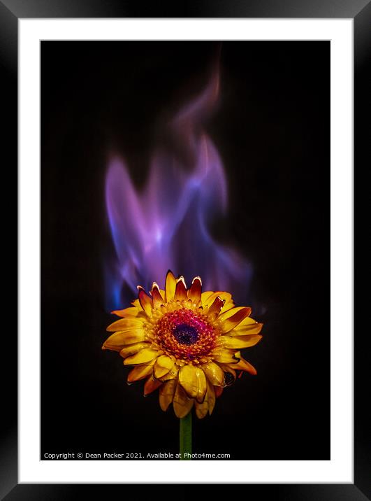 Fiery Bloom Framed Mounted Print by Dean Packer