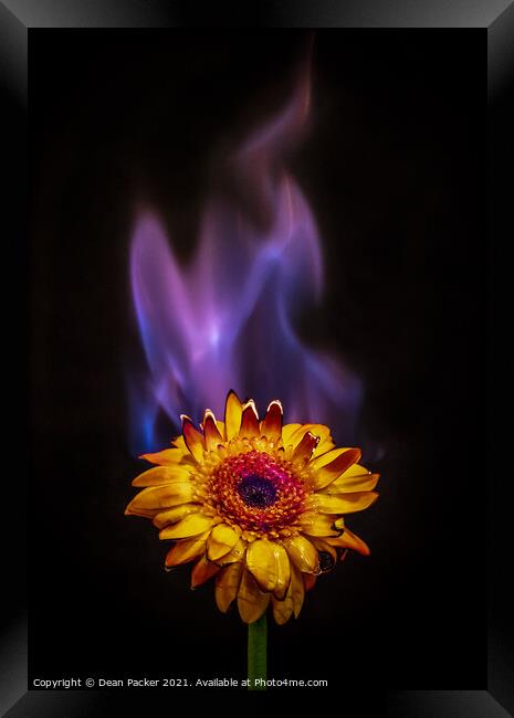 Fiery Bloom Framed Print by Dean Packer
