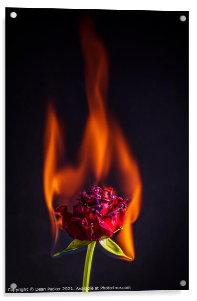 Fiery Beauty Acrylic by Dean Packer