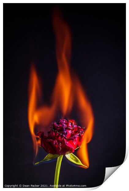 Fiery Beauty Print by Dean Packer