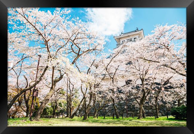 Nagahama castle with cherry blossoms in Japan Framed Print by Sanga Park