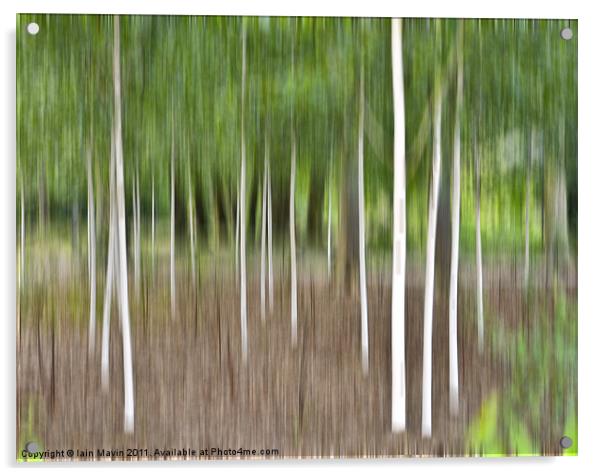 White Birches Acrylic by Iain Mavin