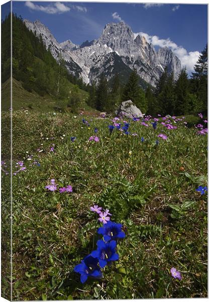 Alpine flowers Canvas Print by Thomas Schaeffer