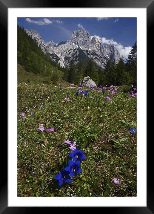 Alpine flowers Framed Mounted Print by Thomas Schaeffer