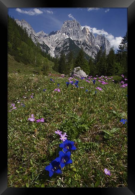 Alpine flowers Framed Print by Thomas Schaeffer