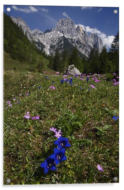 Alpine flowers Acrylic by Thomas Schaeffer