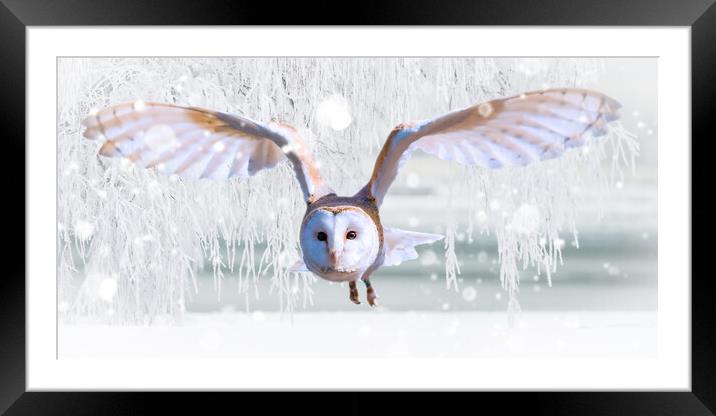 Barn Owl In The Snow Framed Mounted Print by Picture Wizard