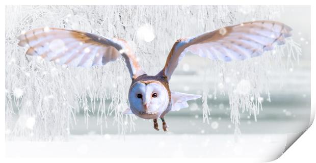 Barn Owl In The Snow Print by Picture Wizard