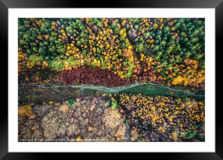 Autumn Forest Path Framed Mounted Print by Evolution Drone
