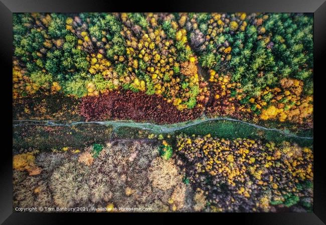 Autumn Forest Path Framed Print by Evolution Drone