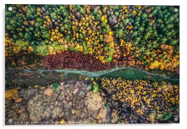 Autumn Forest Path Acrylic by Evolution Drone