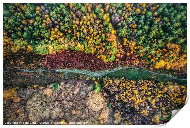 Autumn Forest Path Print by Evolution Drone